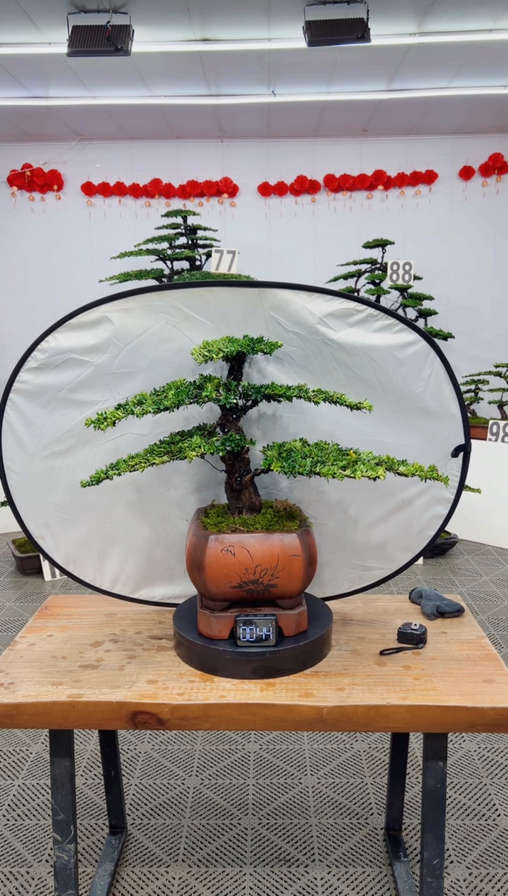 【闪购商品】盆景盆景