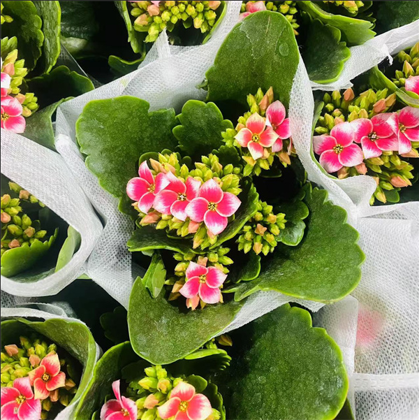 长寿花【索罗 11cm盆】单瓣长寿花0℃地区请拍保温，不拍冻坏不赔