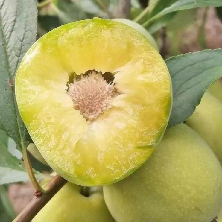 【诚信阿飞】贵州沿河沙子空心李脱骨李贵州地标特产