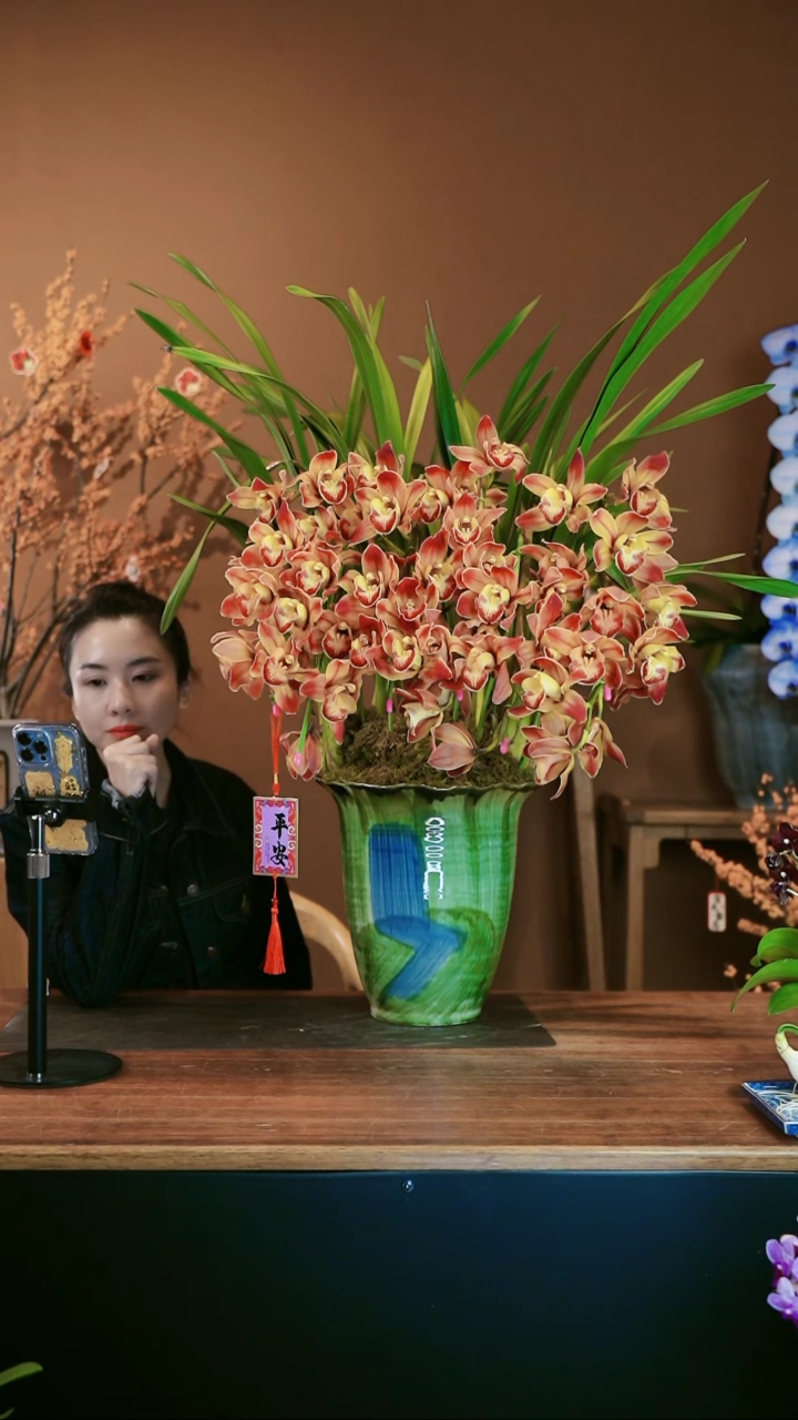 【闪购商品】盆景麒麟拱兰 绿