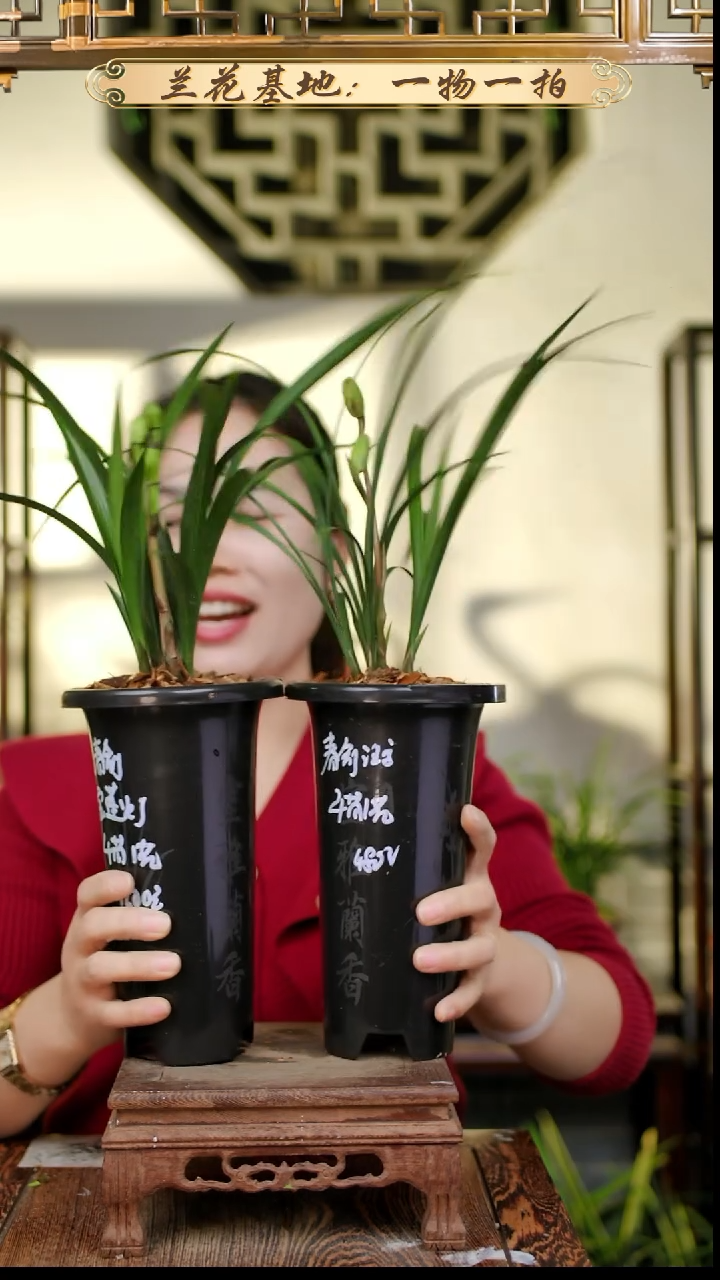 完全开放春剑宝莲灯+汪字裸根发