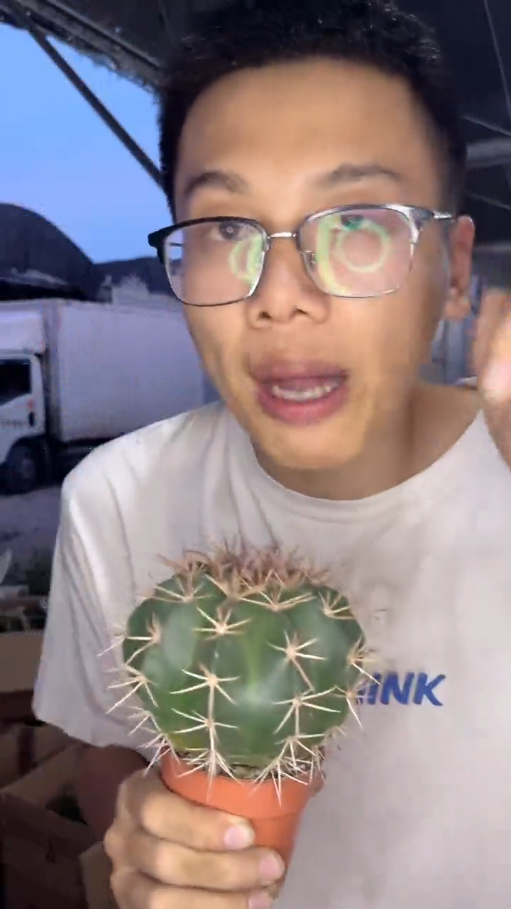 实生根 大锦云+大龙云【没云顶】