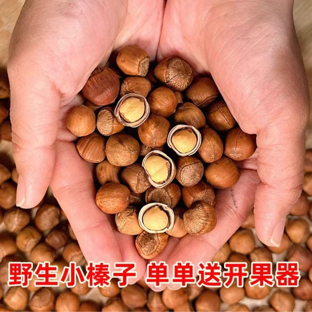 野生榛子小粒（熟）1.1直径