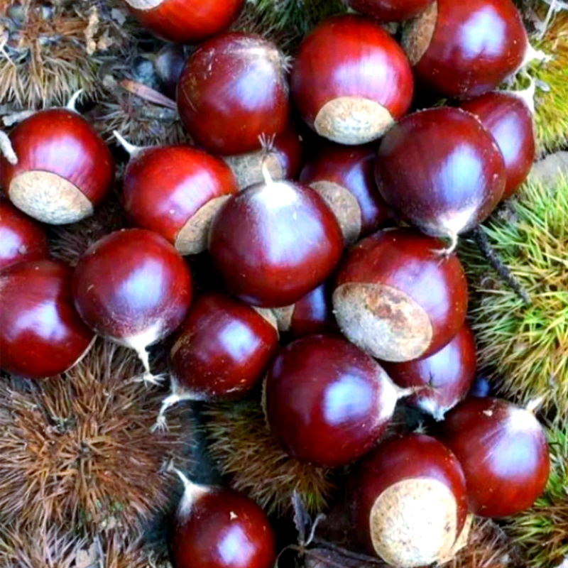 【散】锥栗(特) 约500g±20g/份