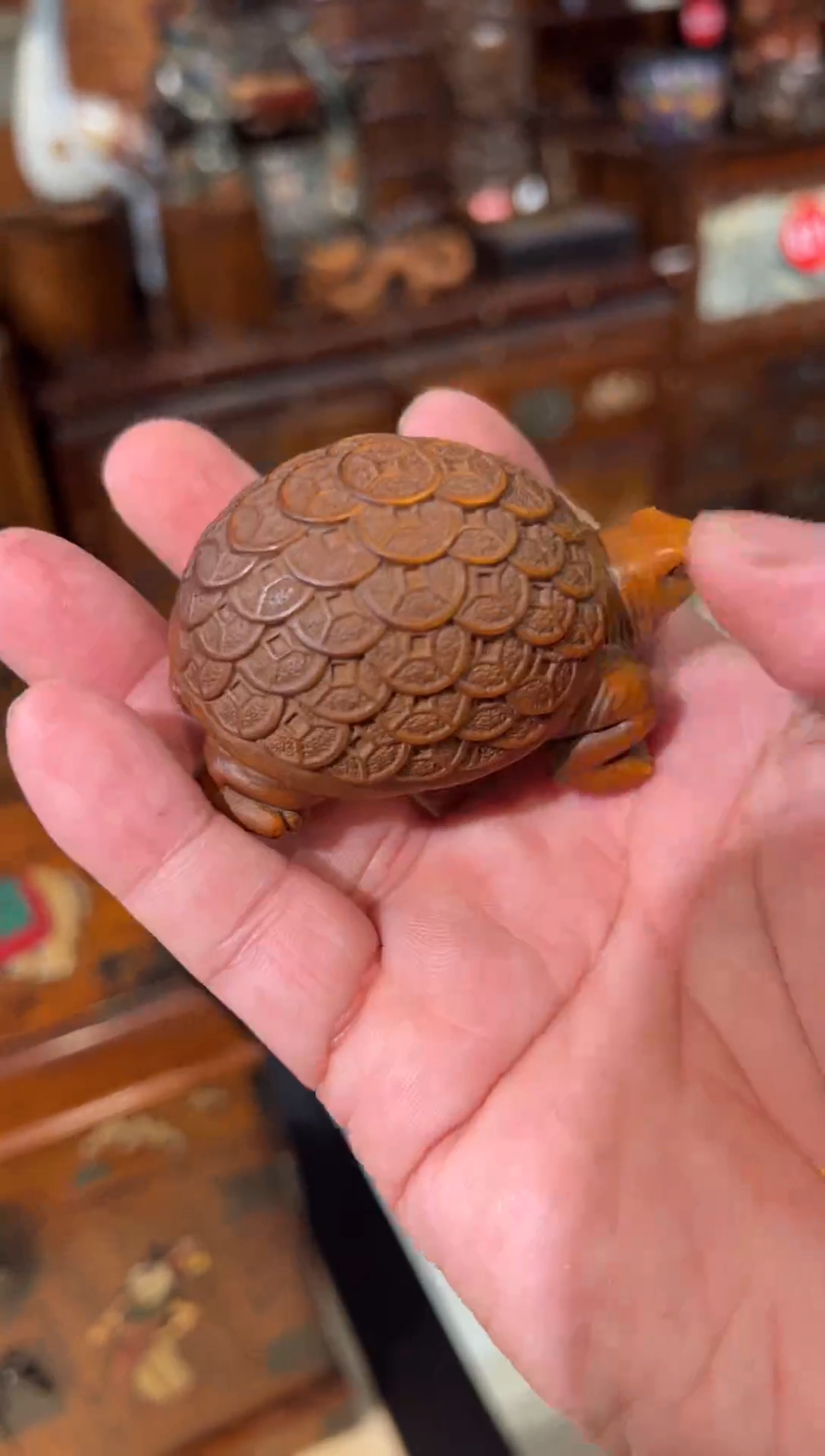 木木头款小叶黄杨金钱龟68