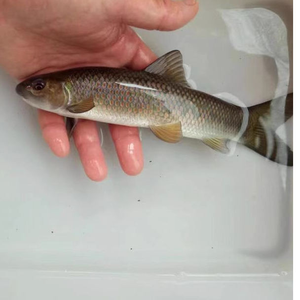 M青龙帮    耐活易养  鲜活淡水鱼