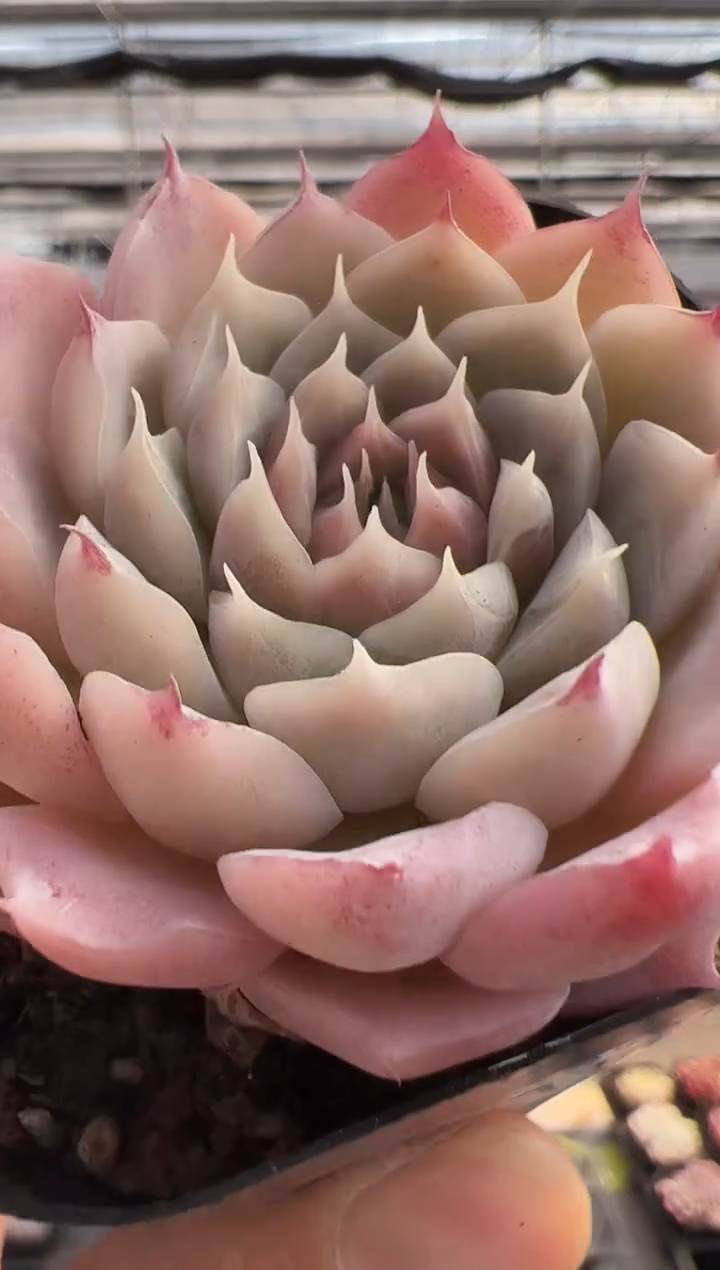 【闪购商品】福利多肉-157