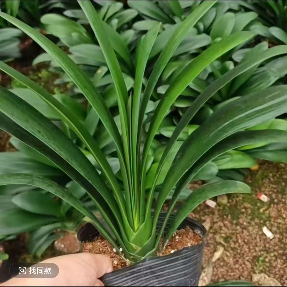 君子兰【10叶子以上】君子兰盆栽室内花卉进化空气办公桌摆放