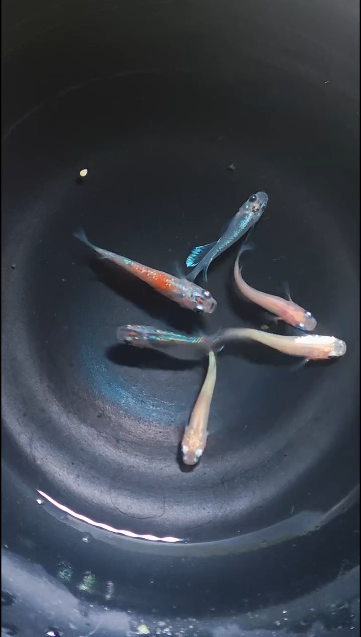 青鳉鱼观背青鳉014