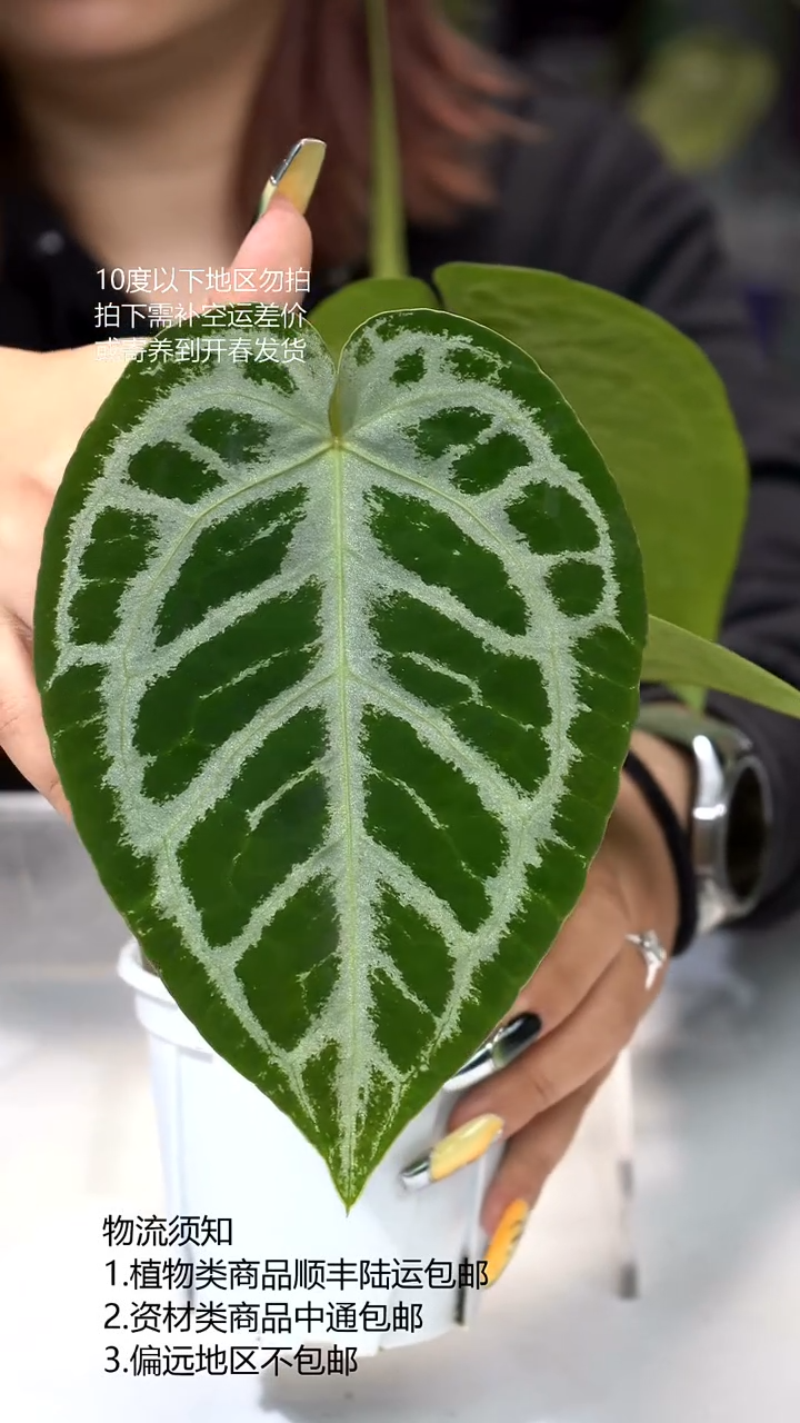 完全开放闪烁F1 03