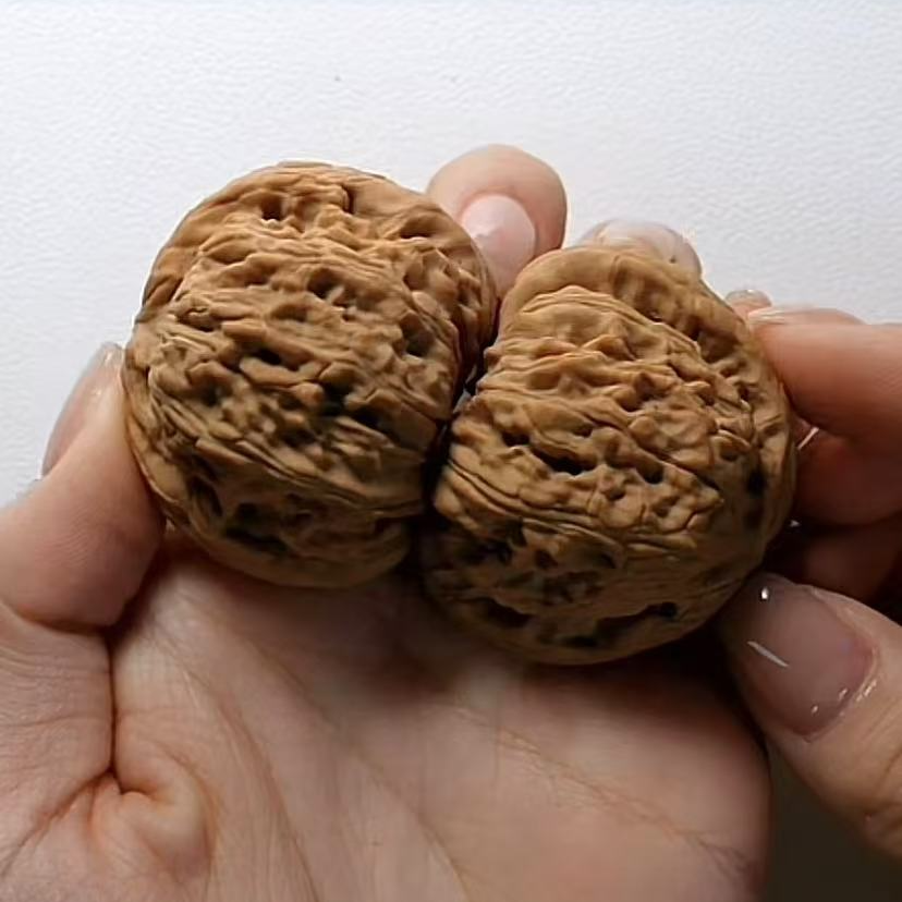 【 明台 】精挑球白【白狮子】盘玩核桃