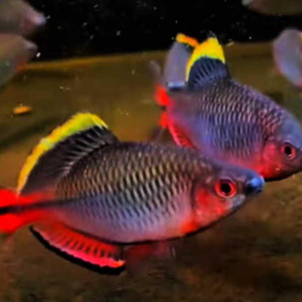汕尾齐氏鱊原生鱼颜色艳丽皮实耐活群游小尺寸冷水鱼