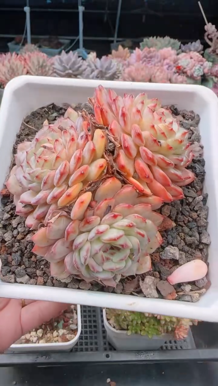 【闪购商品】6835.