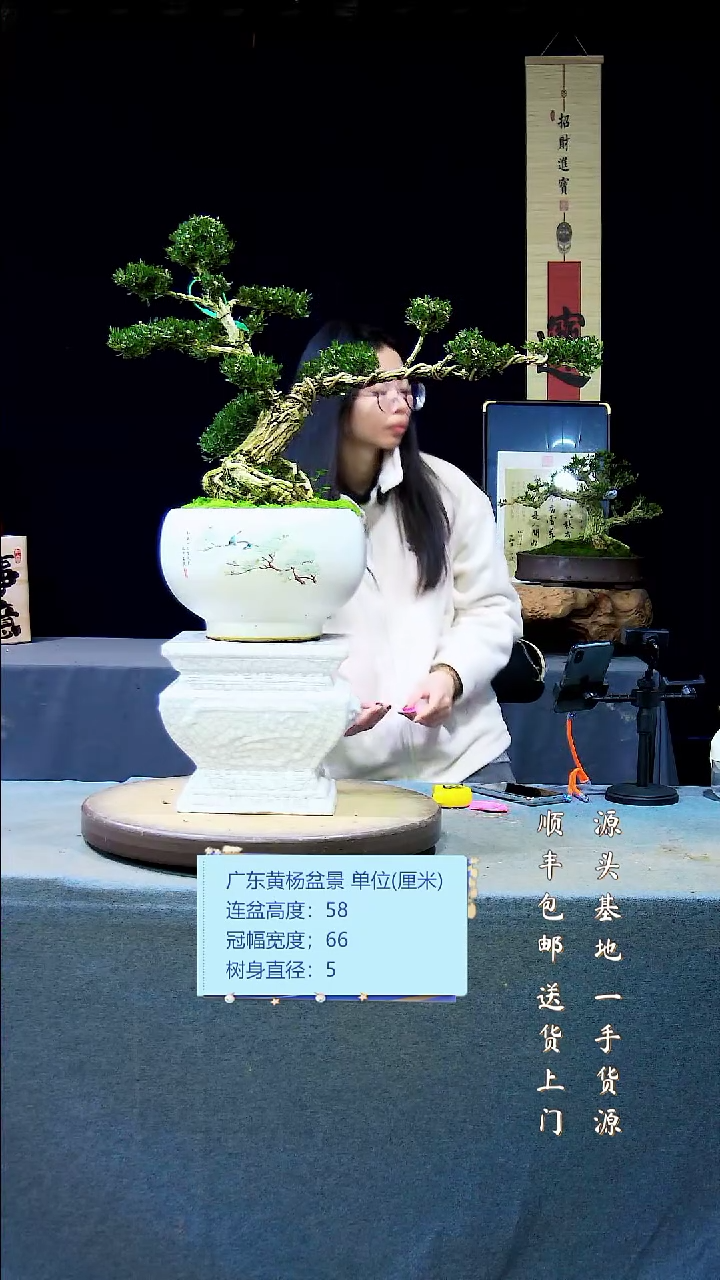 【闪购商品】黄杨盆景黄杨盆景