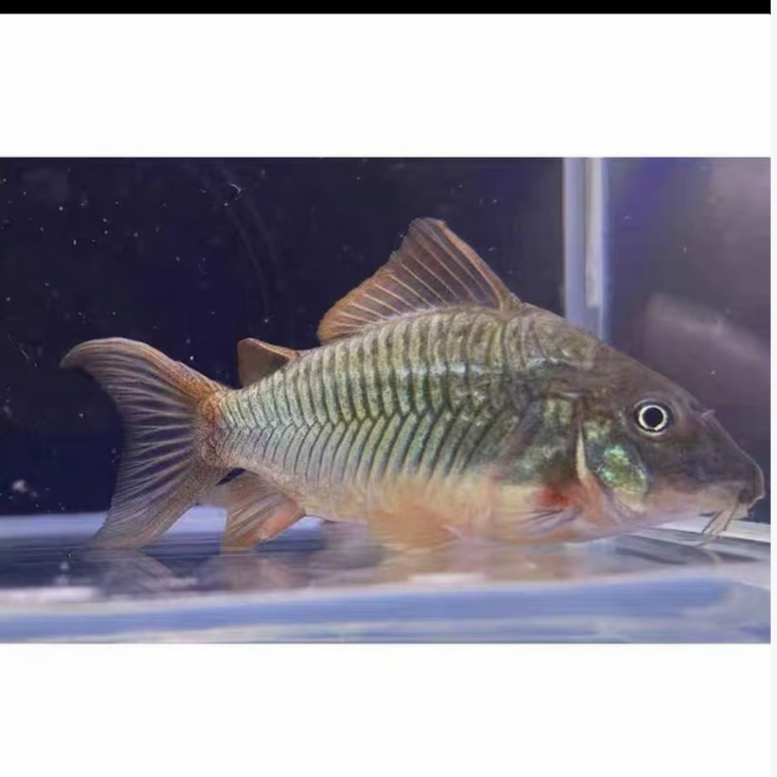 青铜b鼠 观赏鱼 南美观赏鱼