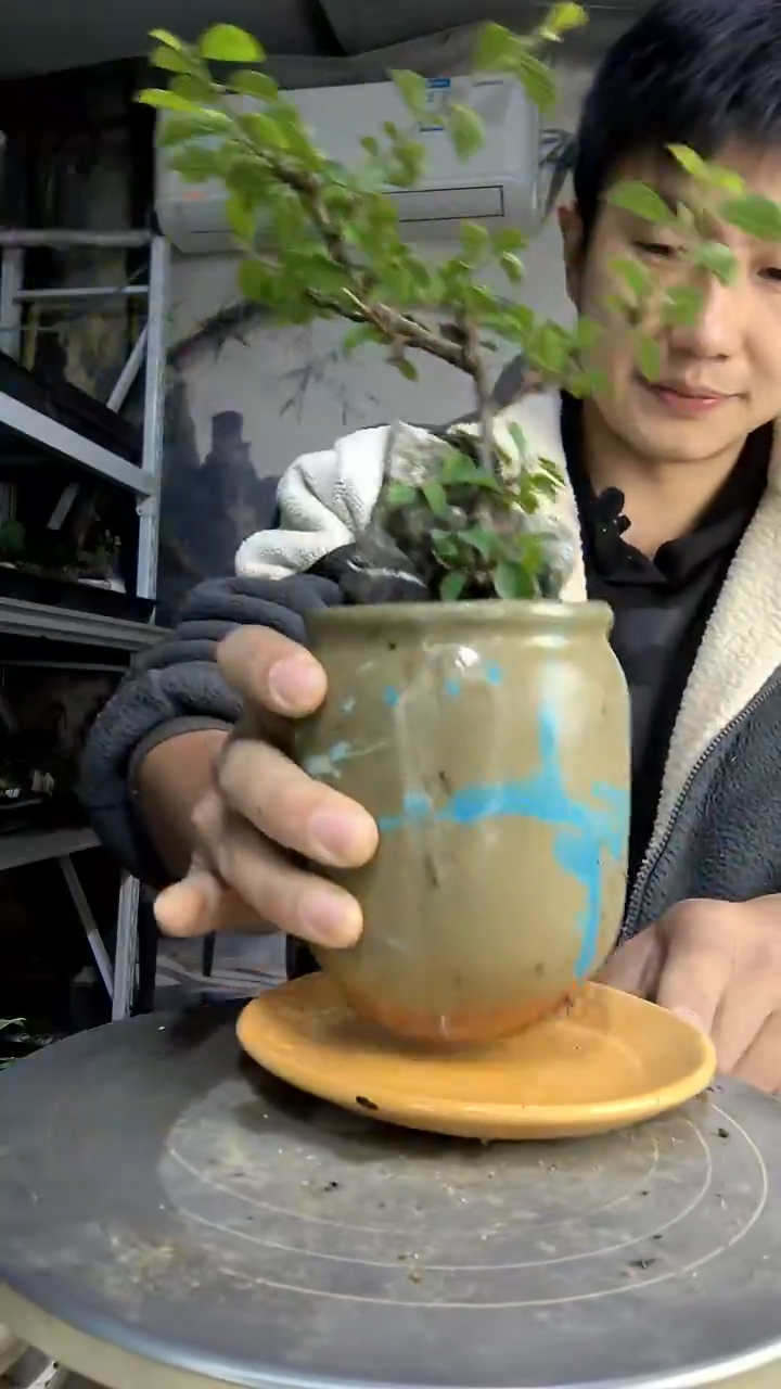 w***r中青园艺一物一拍289