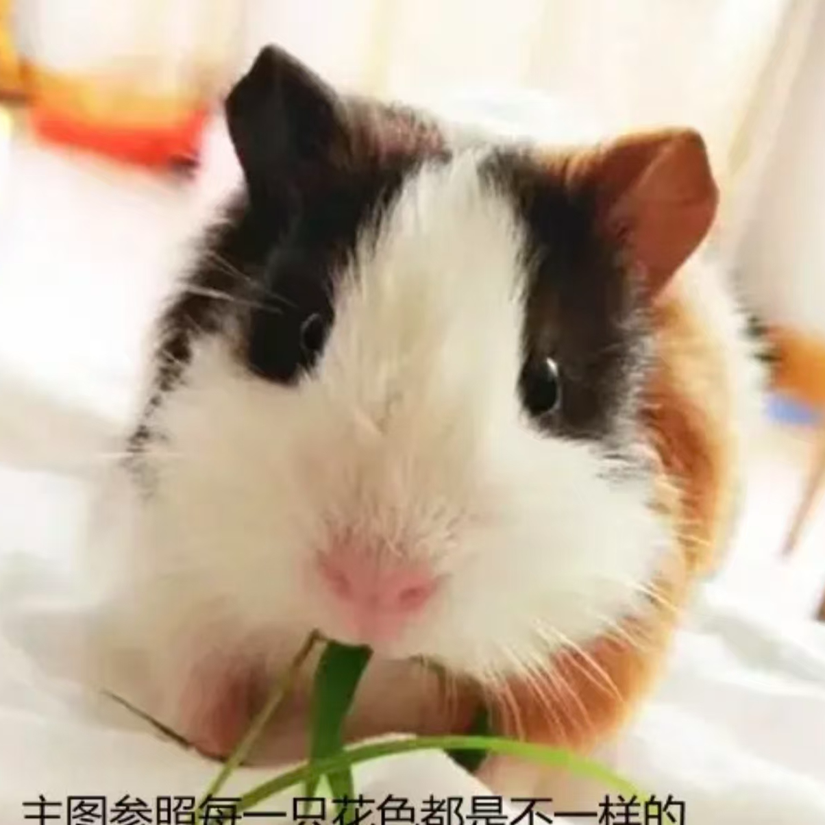 加州荷兰猪豚鼠卡皮巴拉活体卷毛荷兰鼠活物英短美泰宝宝已打疫苗