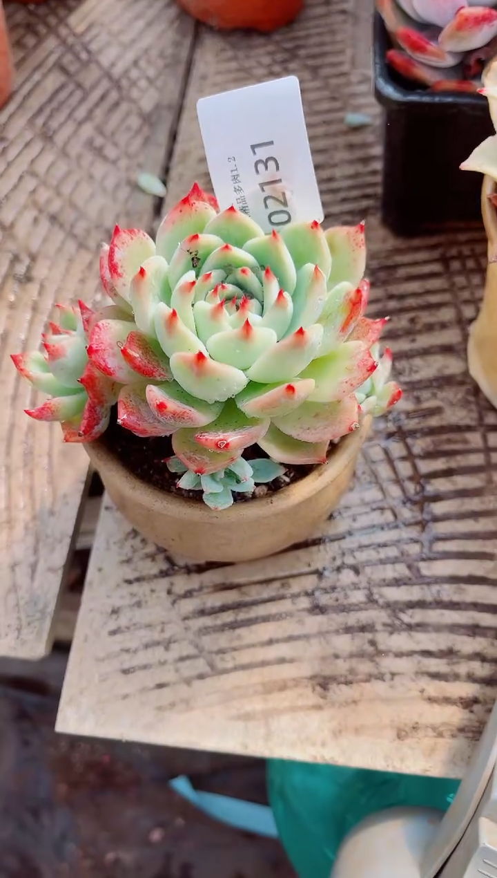 余*跃跃精品多肉02131