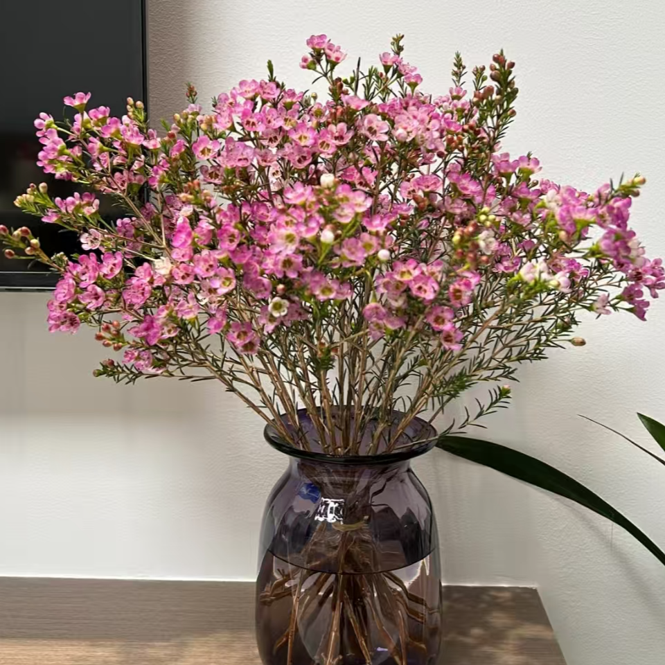 鲜花 1把粉色腊梅 观赏养护花材xh