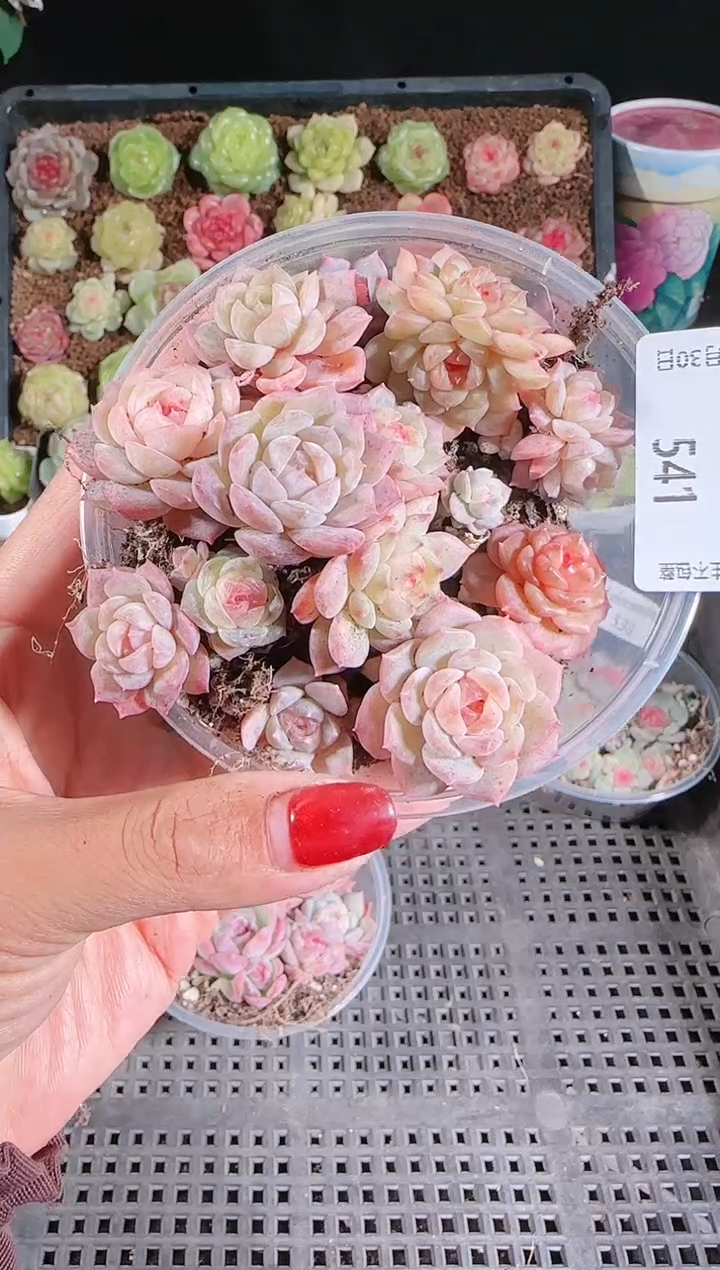 1130-541切糕多肉群生不包整