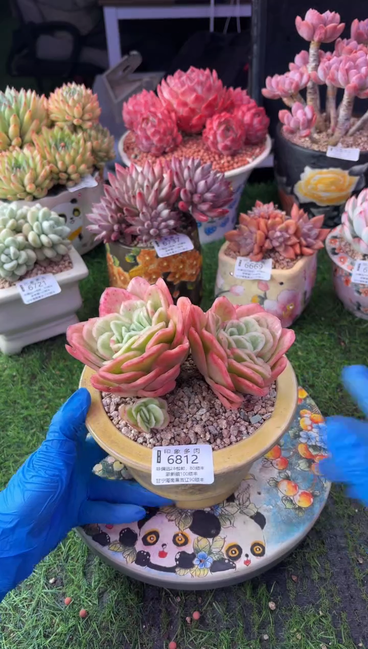 昆明印象多肉6812