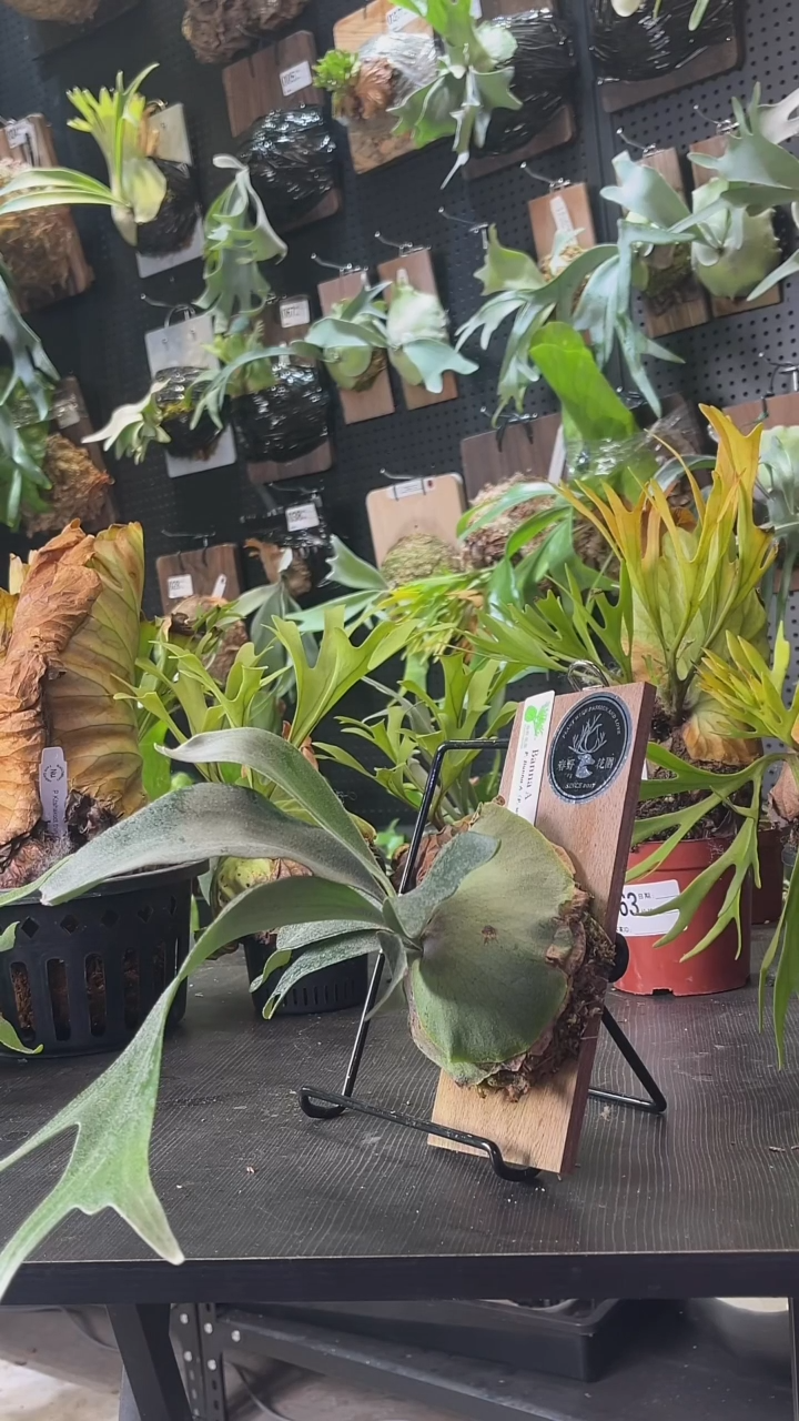 完全开放班纳a侧芽