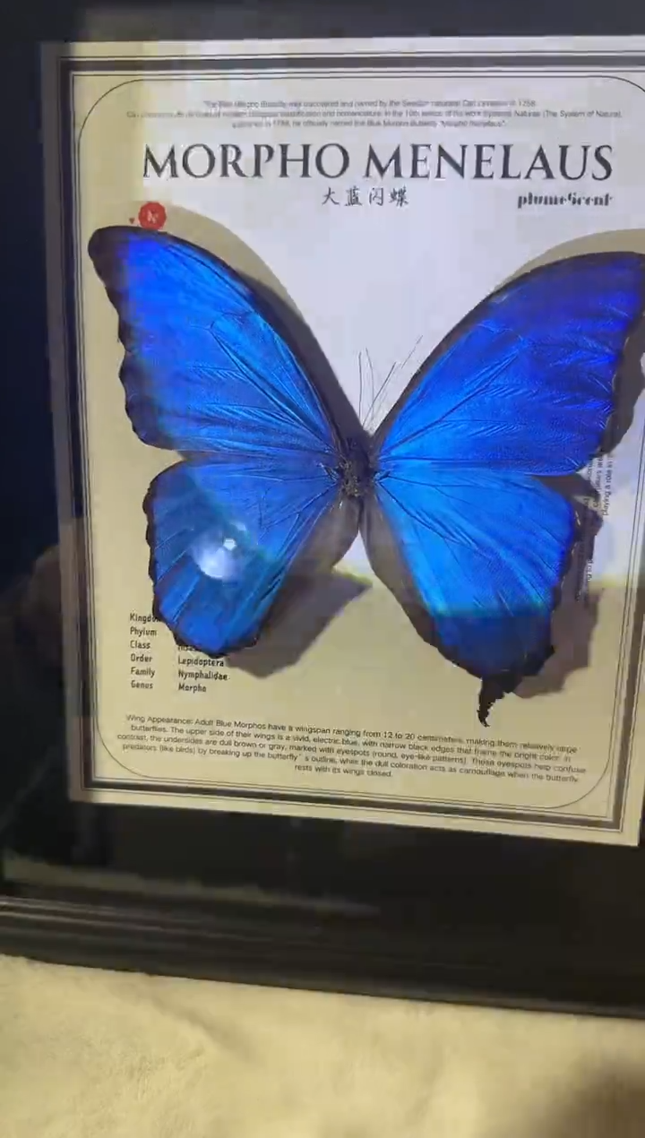 木竖版大蓝闪蝶    