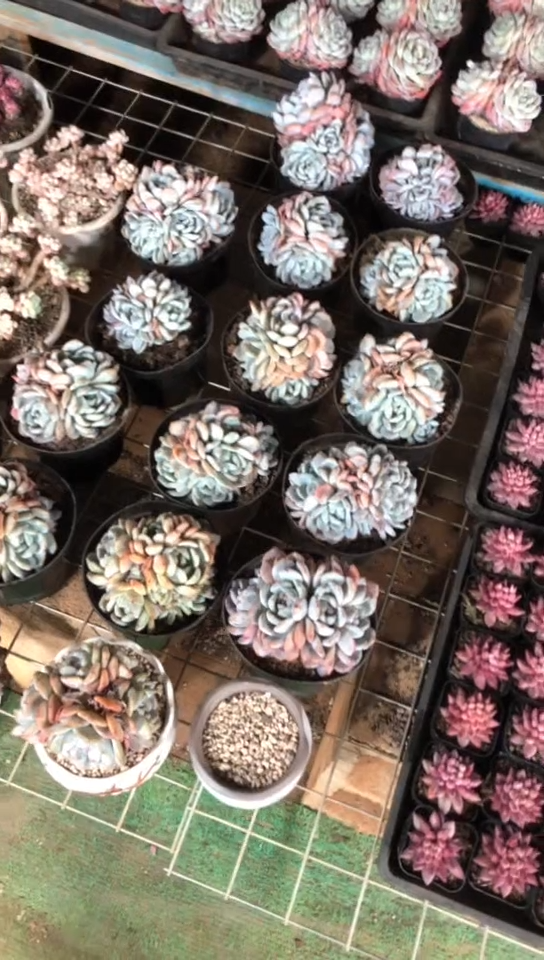 【闪购商品】5头橙梦露群