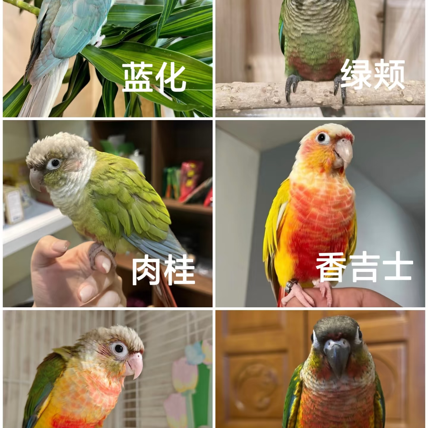 瑕疵亲人手养可手养小太凤里黄边肉贵绿佳直播间专拍粮食套餐