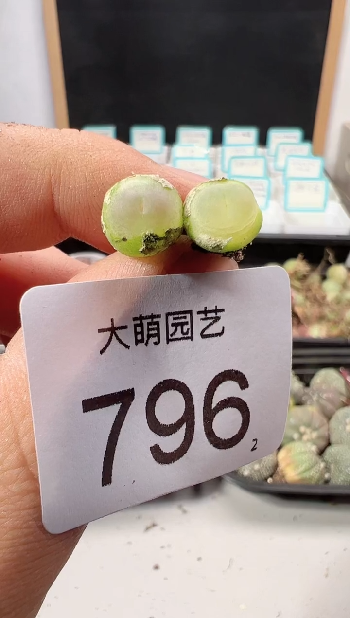 【闪购商品】++++796