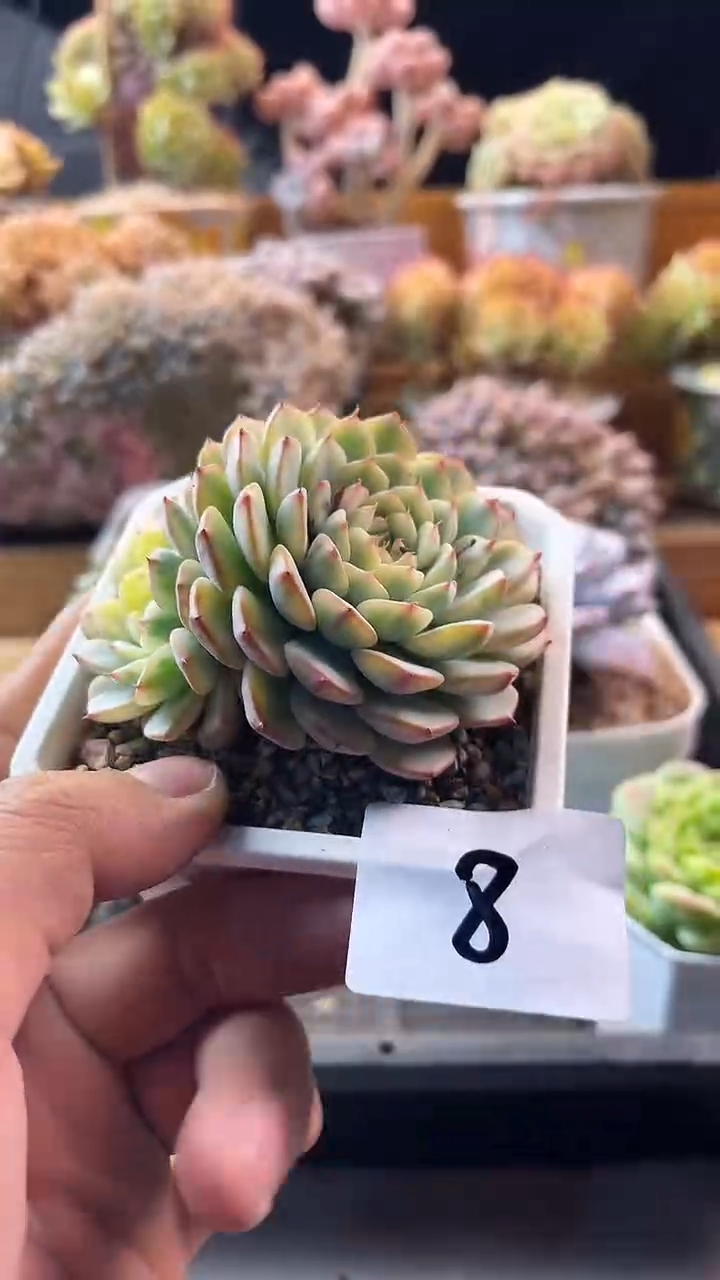 8.26-8姬莲锦11111111111111
