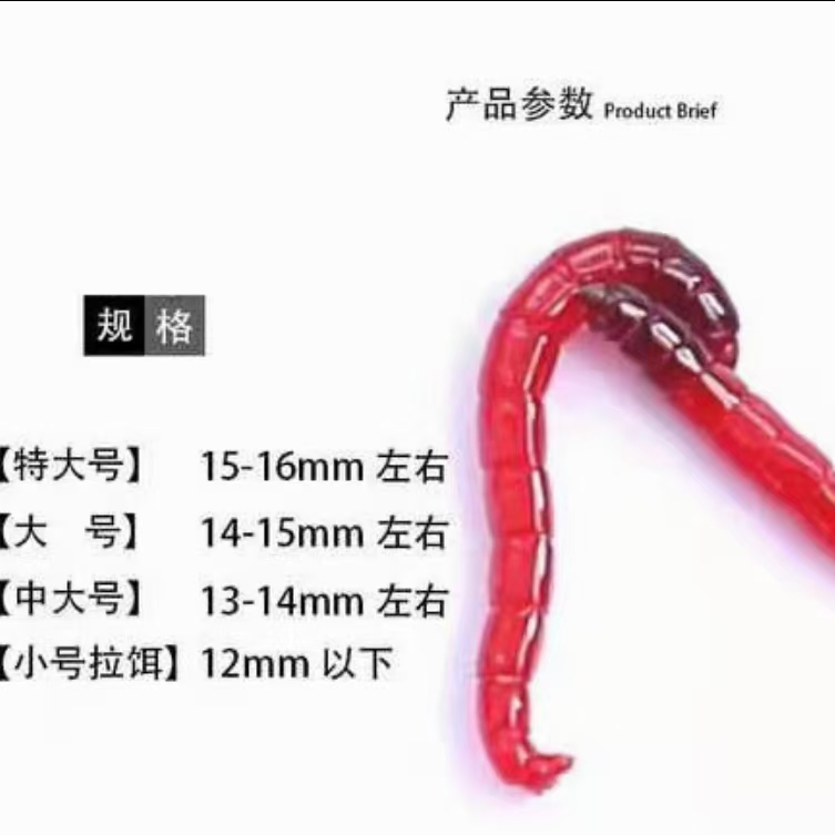 鲜活红虫大号活体活饵拉饵喂鱼野钓鲫鱼饵垂钓新鲜六角恐龙便宜