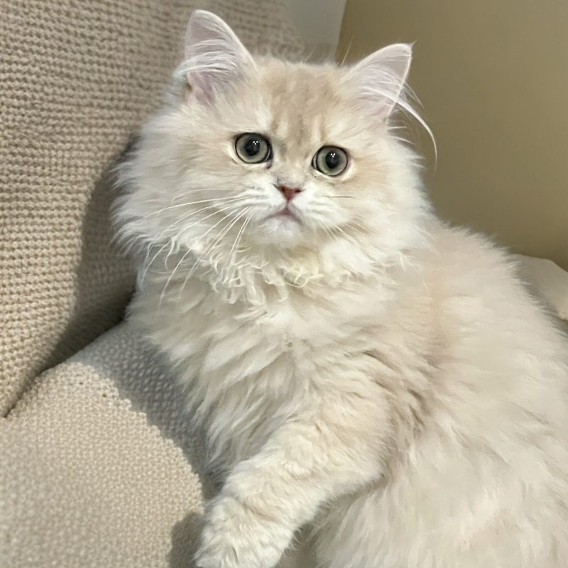 【坨坨家的猫】活体直播链接