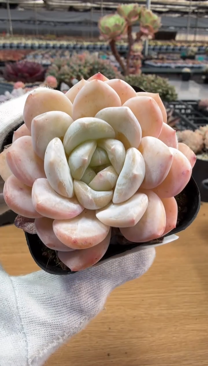 东云多肉园二店-232