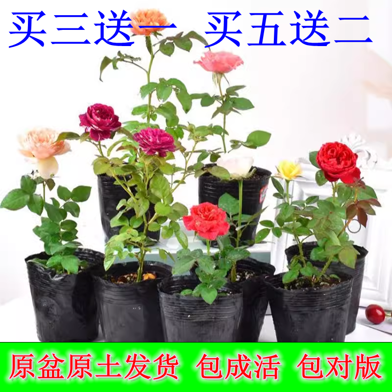 月季花苗开花玫瑰小苗四季盆栽花卉爬藤植物藤本蔷薇绿植果汁阳台