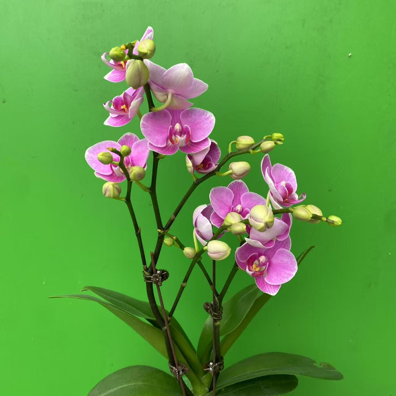 【紫碟】3.0大杯寸粉中花型双花剑 高品质精品蝴蝶兰