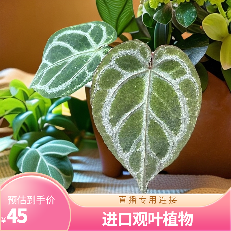 帝王脑纹花烛  白锦龟 进口蔓绿绒 高档观叶植物