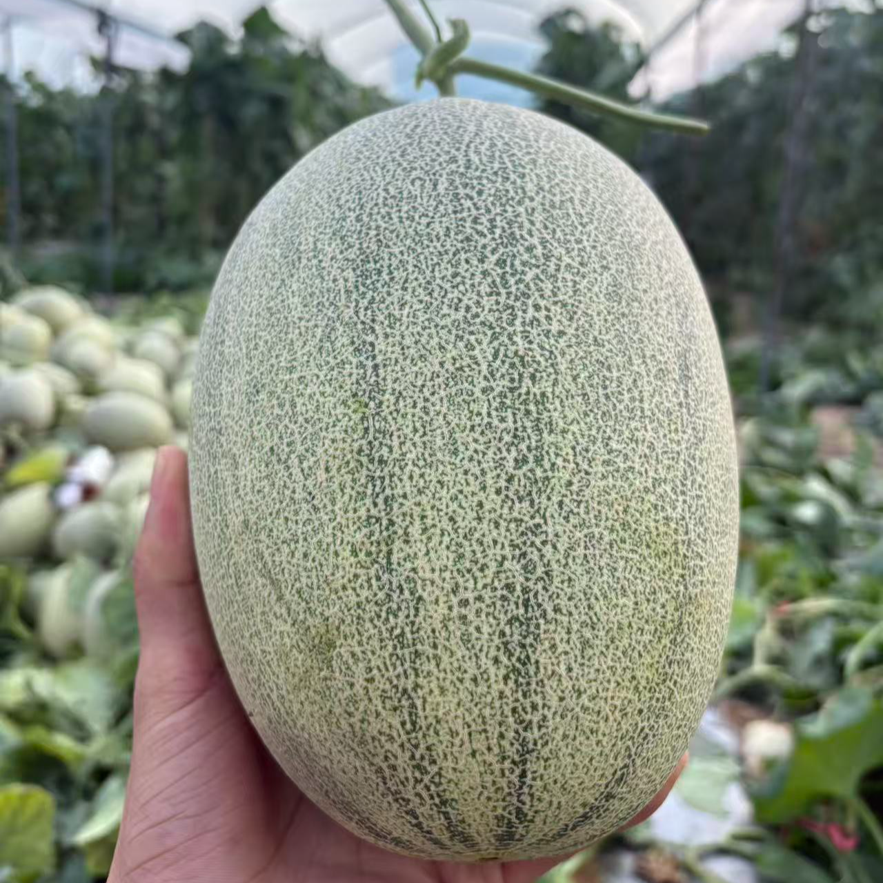 【顺丰】正宗海南哈密瓜自然熟当季水果孕妇小孩香瓜清甜口感广西发