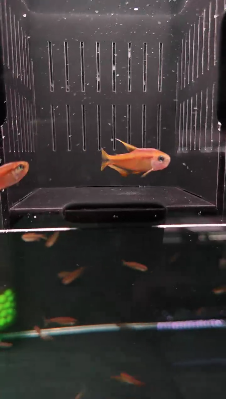 灯科鱼孙威龙超级黄魔鬼