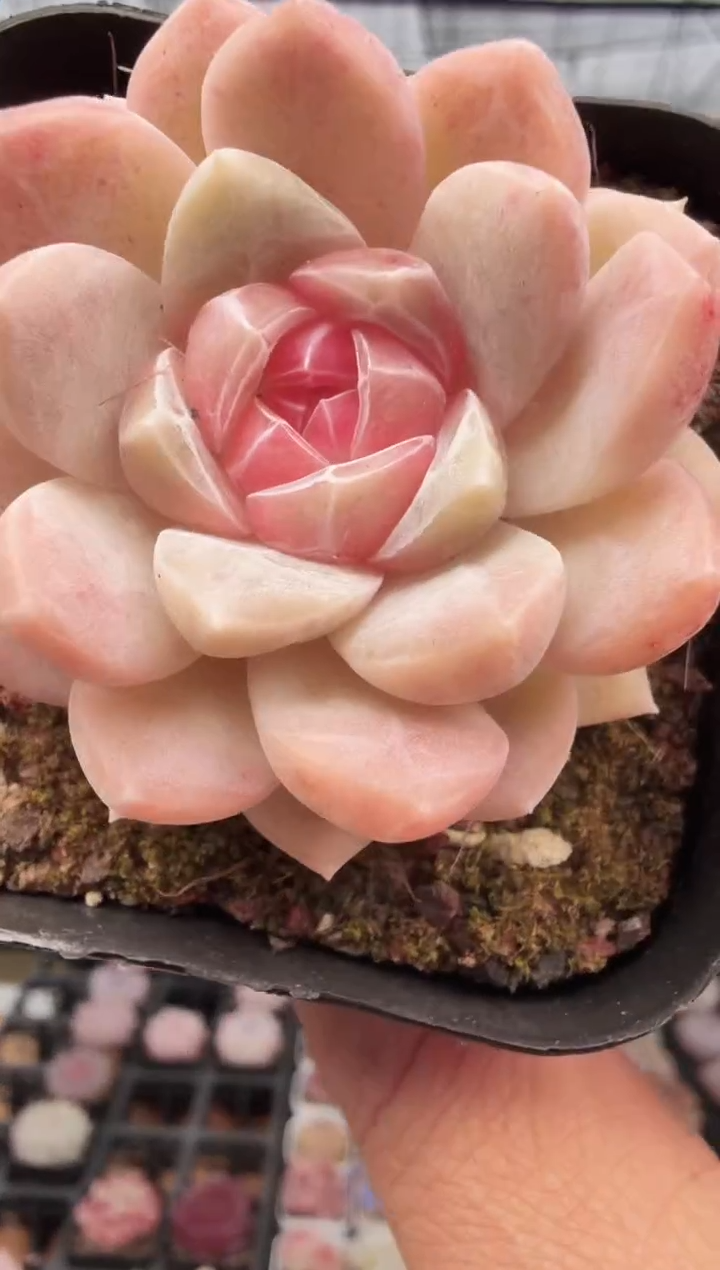 东云多肉园新款-58