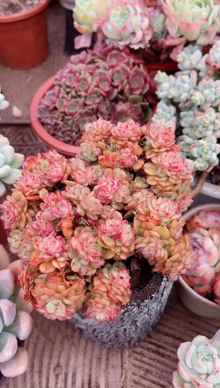 【闪购商品】04488