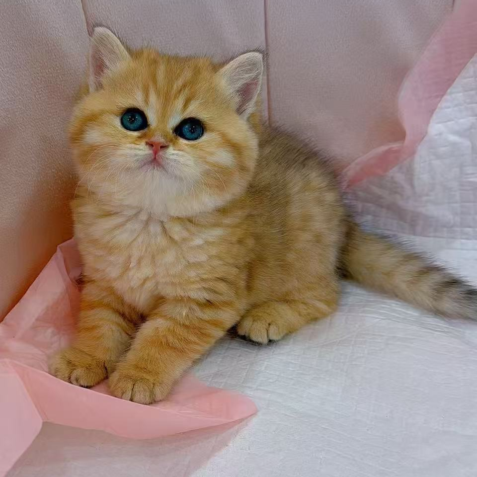 【宠小迪猫舍】精品可爱猫咪链接