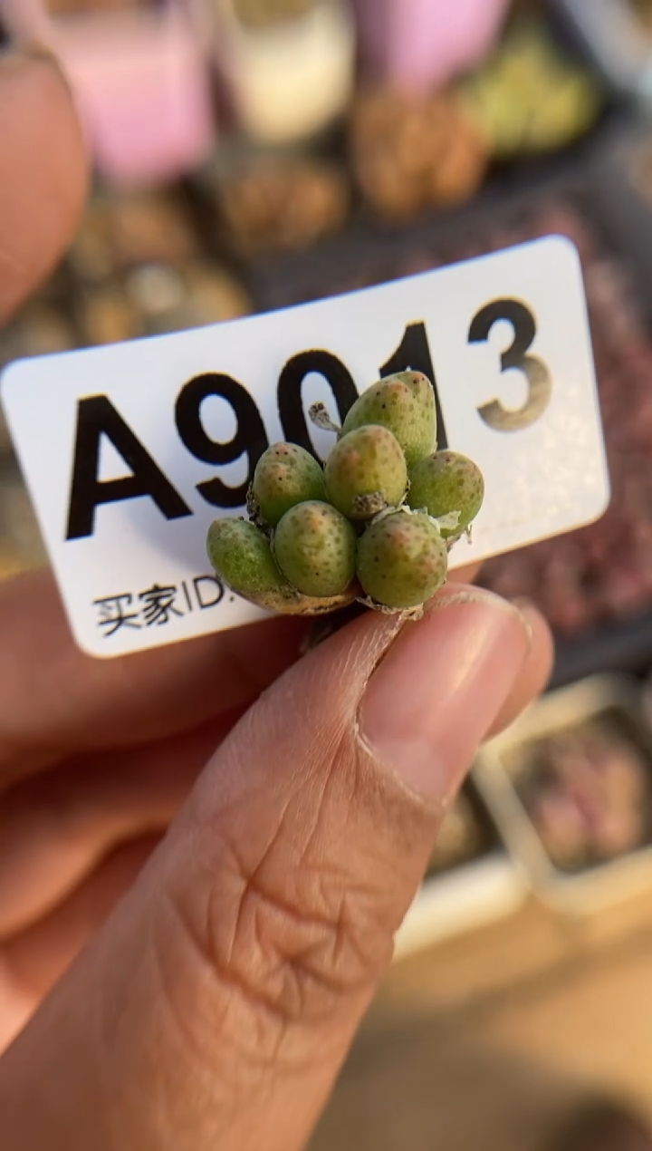 【闪购商品】9013直播一物一拍