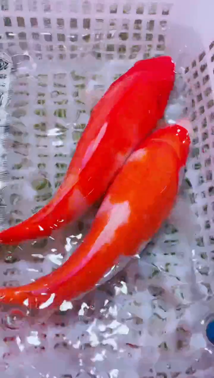 锦鲤血统锦鲤全场包邮68