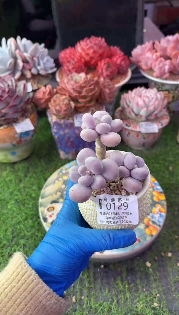 昆明印象多肉0129