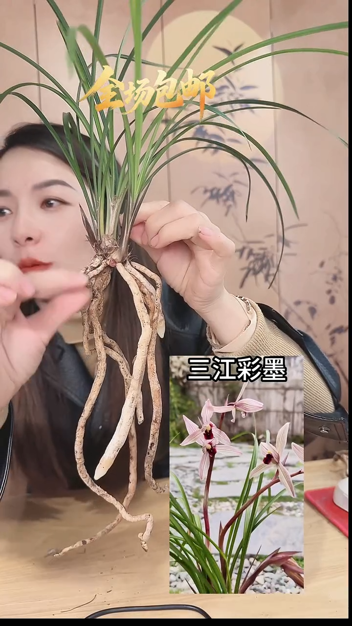 当前无花栽培后可以开花：三江彩墨