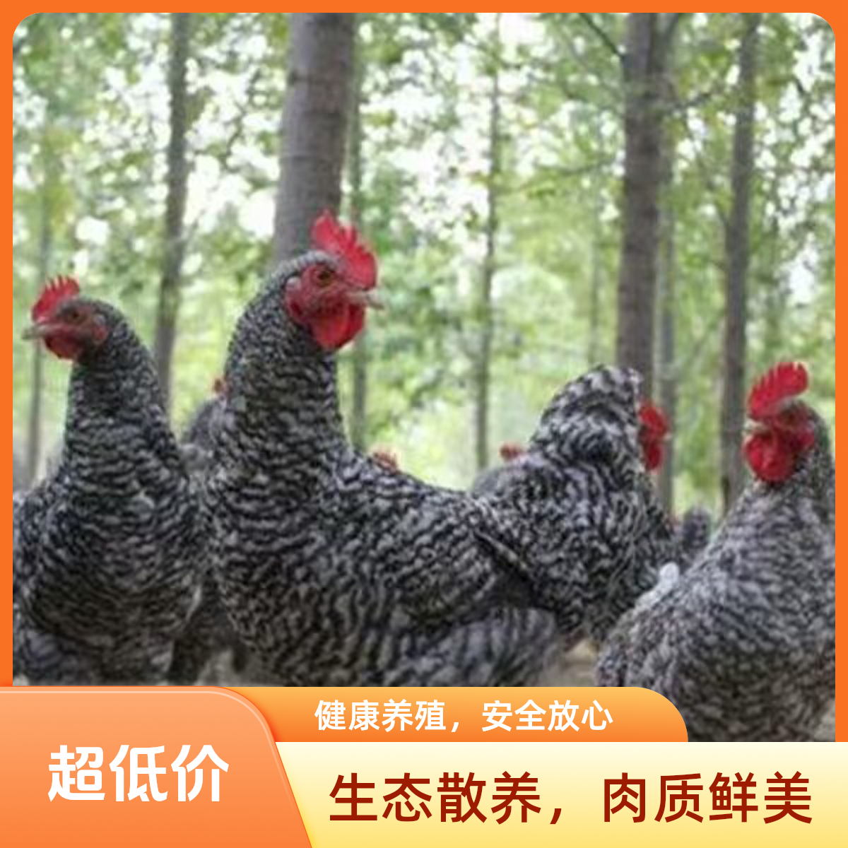 正宗汶上芦花鸡即将产蛋鸡肉质鲜美