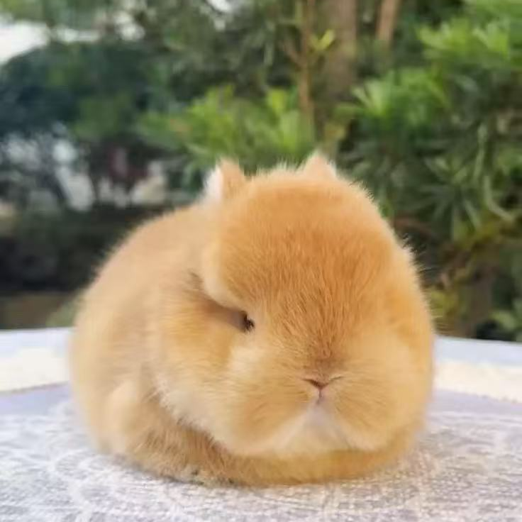 兔子活兔子侏儒兔垂耳兔迷你小型长不大