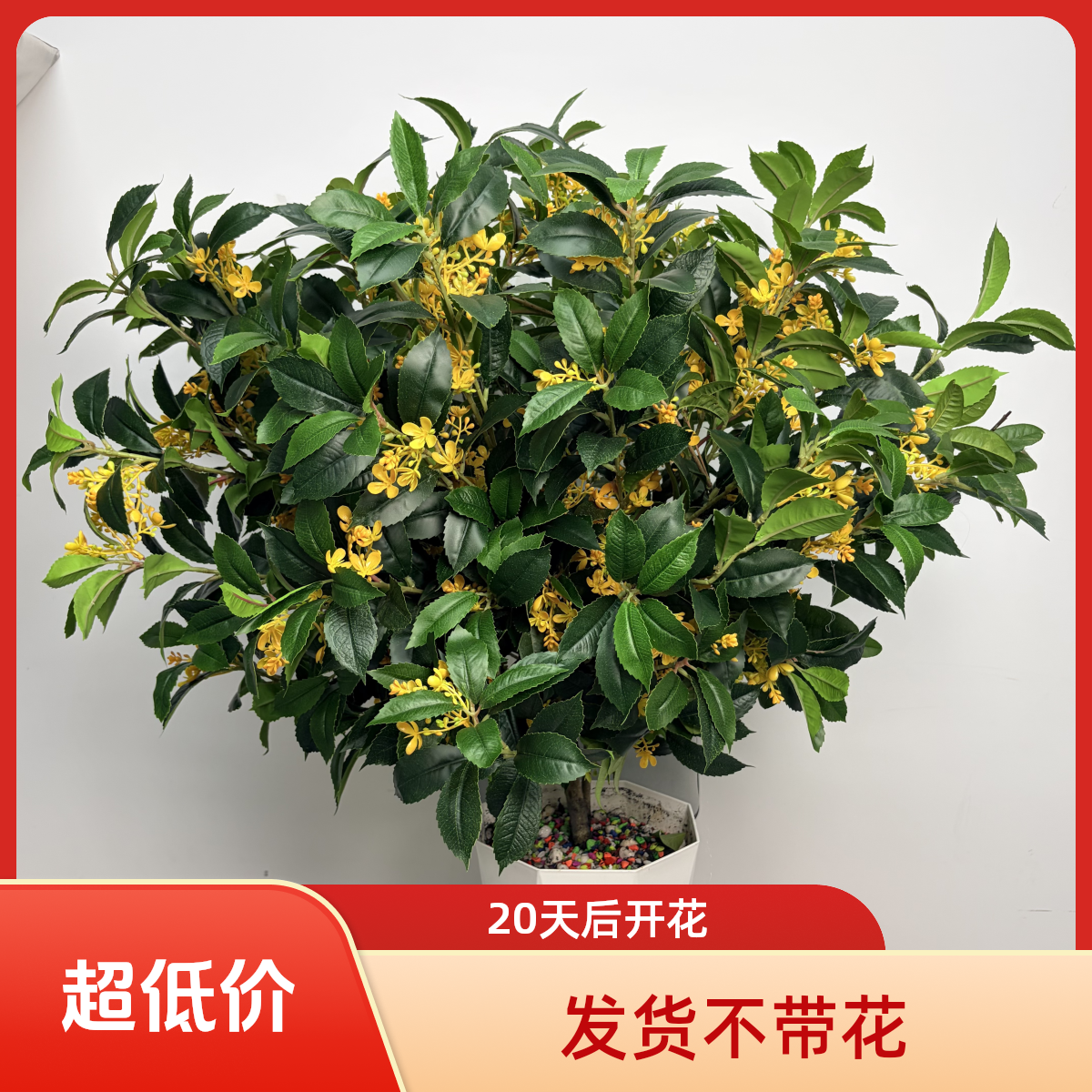 桂花树苗盆栽绿植浓香四季桂庭院阳台花卉盆景好养易活1耐寒植物