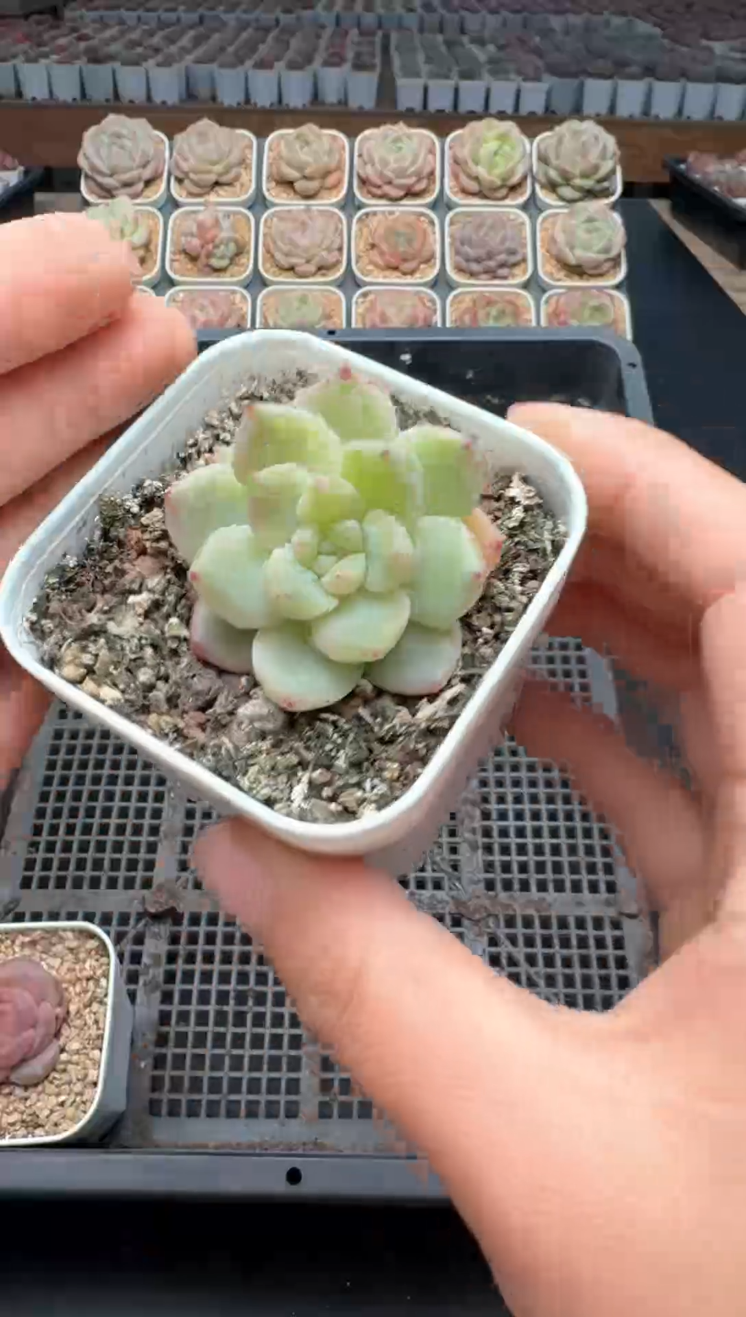 【闪购商品】111号一物一拍珍妮多肉花卉植物3颗起发